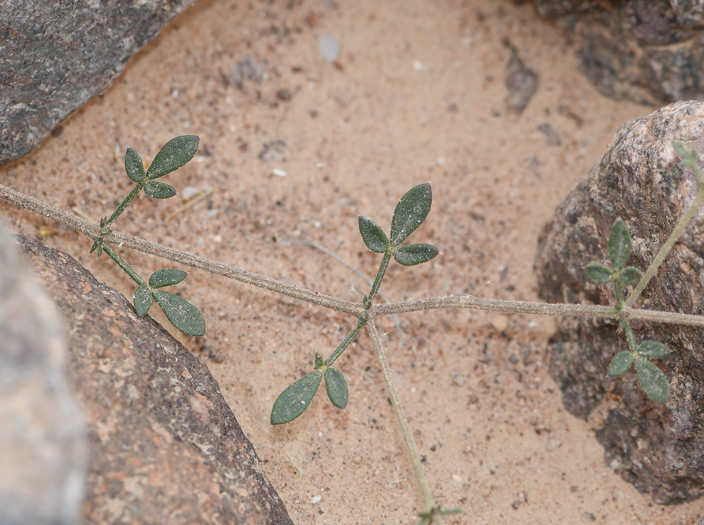 Image of Fagonia cretica specimen.