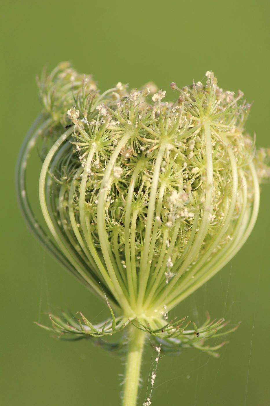 Image of Daucus carota specimen.