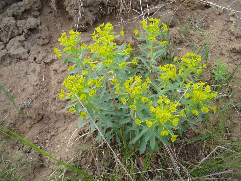 Image of Euphorbia stepposa specimen.