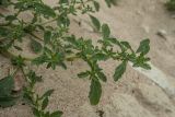 Amaranthus albus