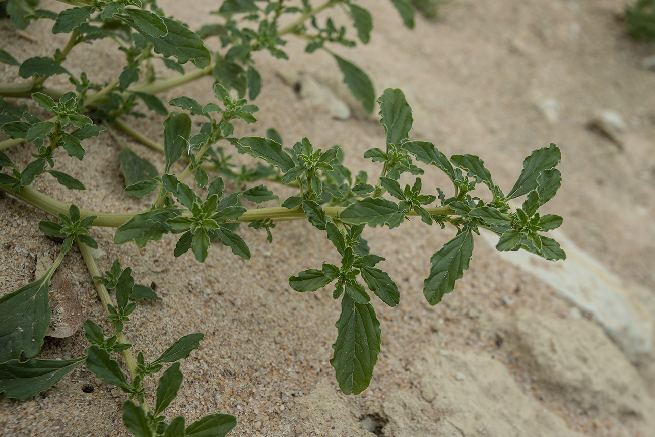 Image of Amaranthus albus specimen.