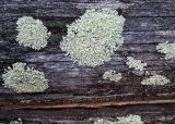 Изображение особи. Автор - Игорь Евдокимов