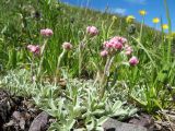 Antennaria dioica. Цветущие растения. Восточный Казахстан, Южный Алтай, хр. Сарымсакты, пер. Бурхат, ≈ 2200 м н.у.м., мелкозёмный склон южн. экспозиции. 22 июня 2019 г.