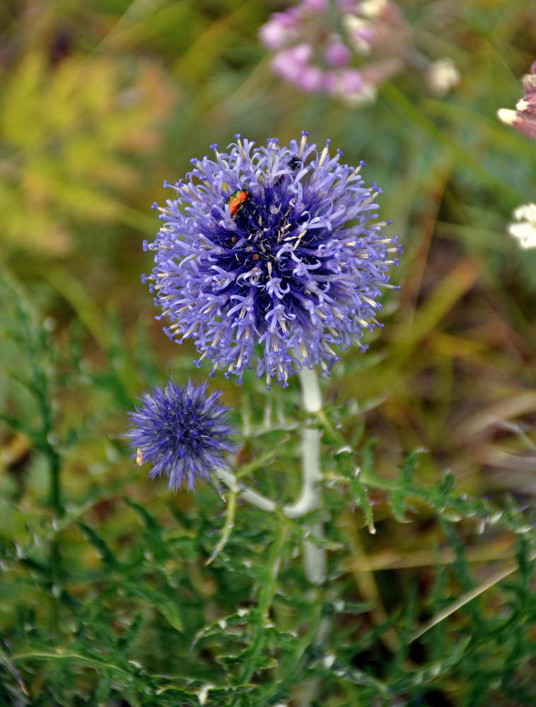 Изображение особи Echinops crispus.