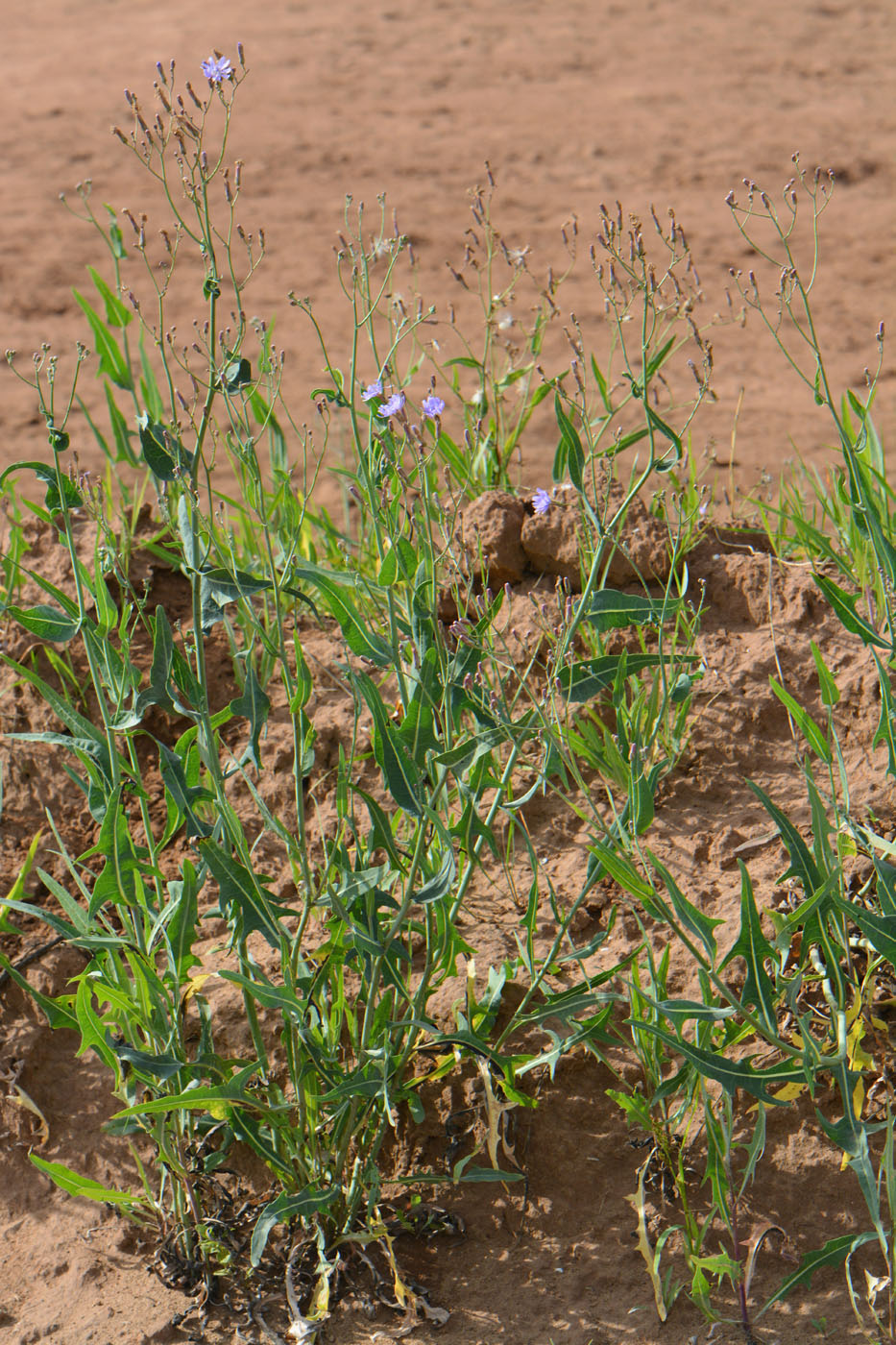 Image of Lactuca tatarica specimen.