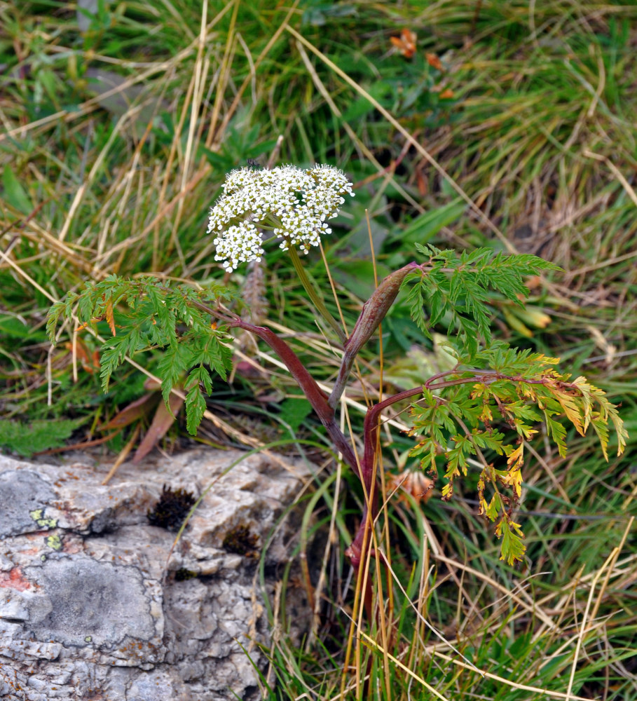 Image of Conioselinum tataricum specimen.