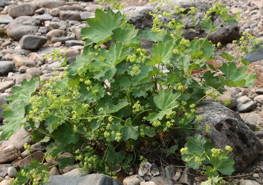 Image of Alchemilla glabra specimen.