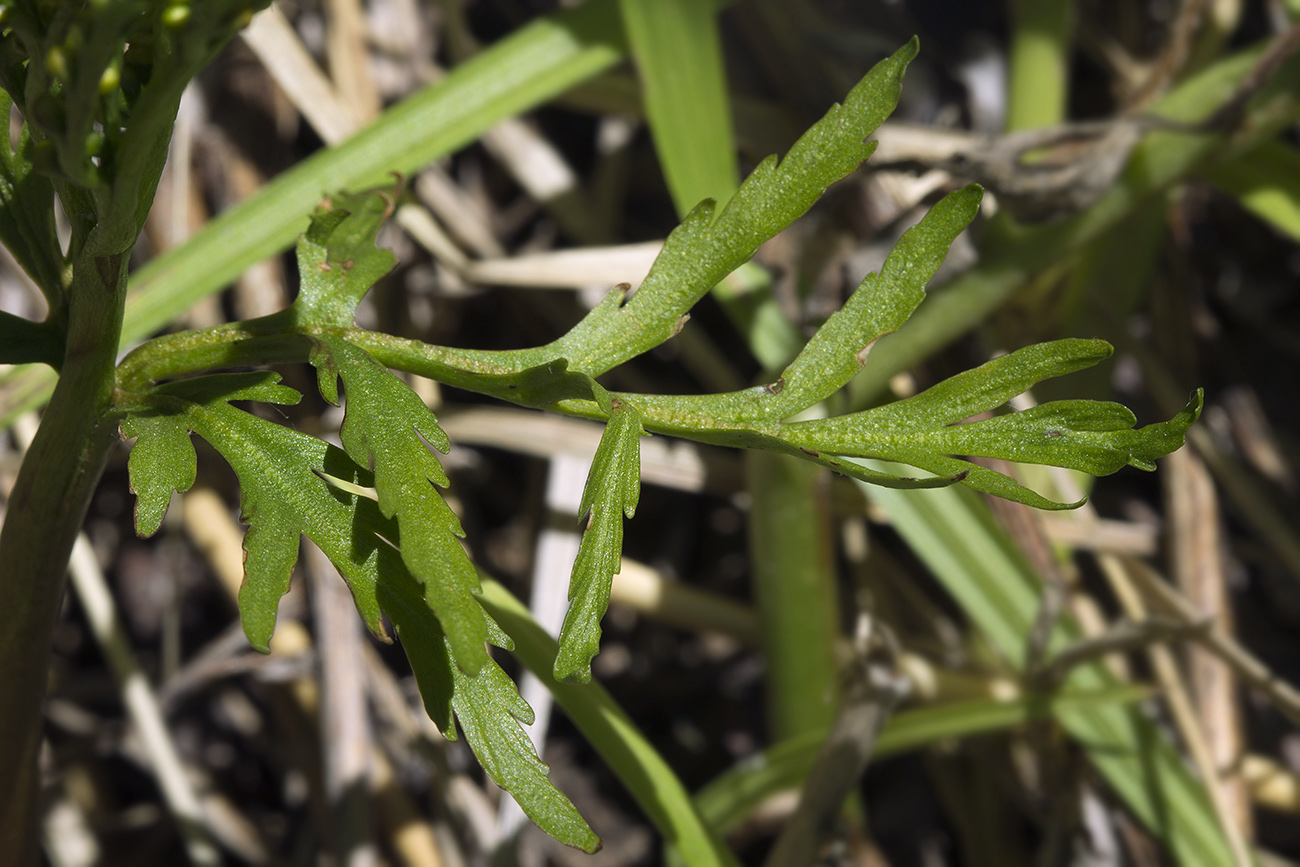 Image of Botrychium lanceolatum specimen.