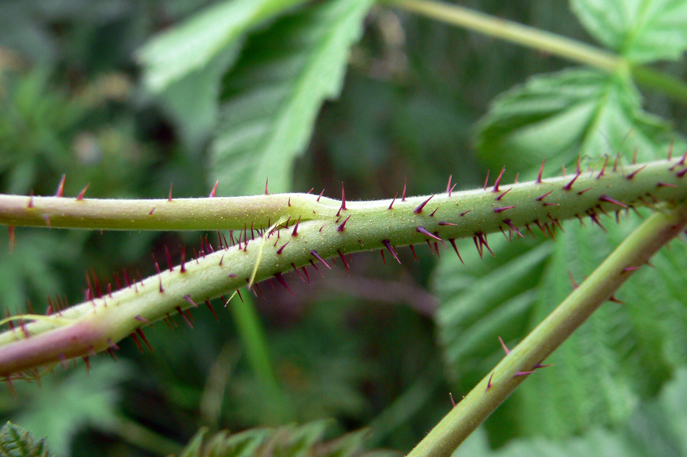 Изображение особи Rubus matsumuranus.