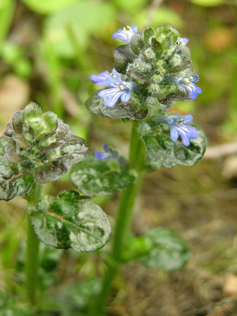 Изображение особи Ajuga reptans.