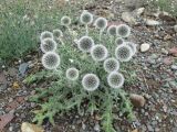 Echinops humilis