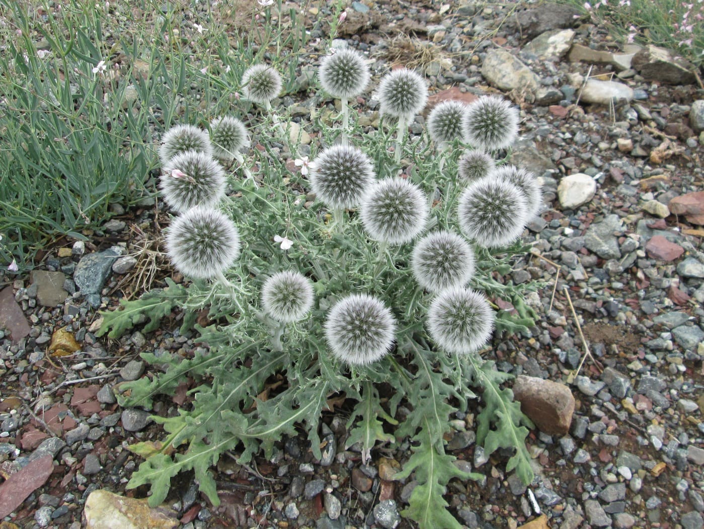 Изображение особи Echinops humilis.