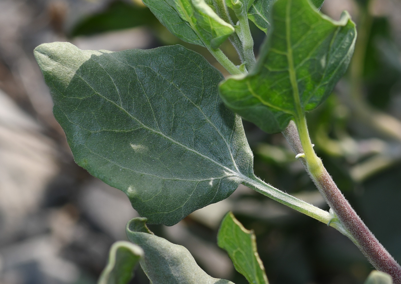 Image of genus Encelia specimen.