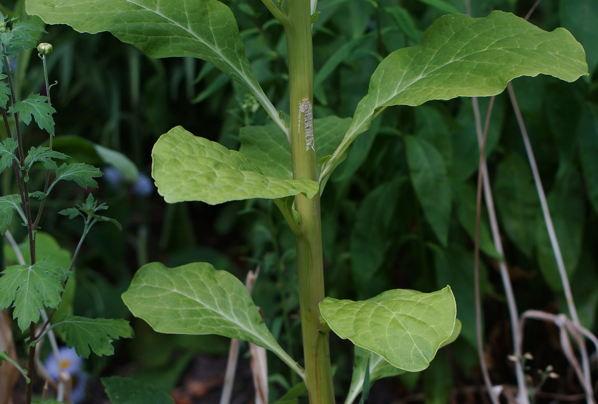 Image of Phytolacca acinosa specimen.