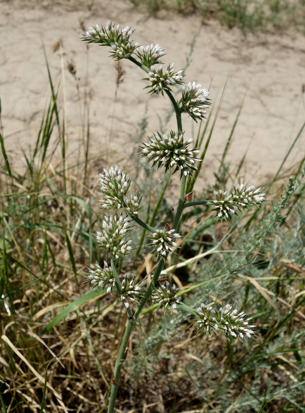 Image of Goniolimon eximium specimen.