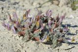 Astragalus pallasii