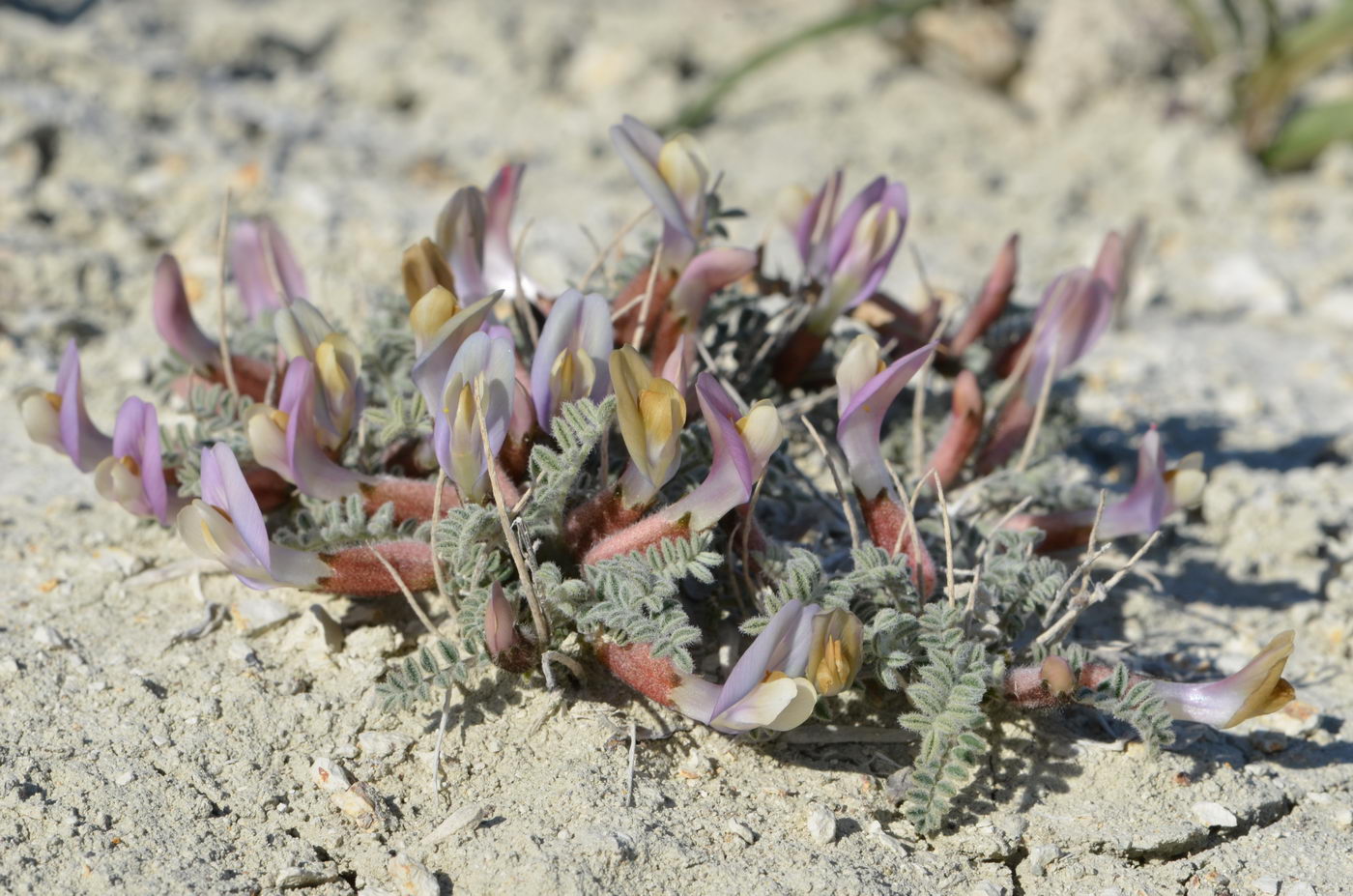 Image of Astragalus lasiophyllus specimen.