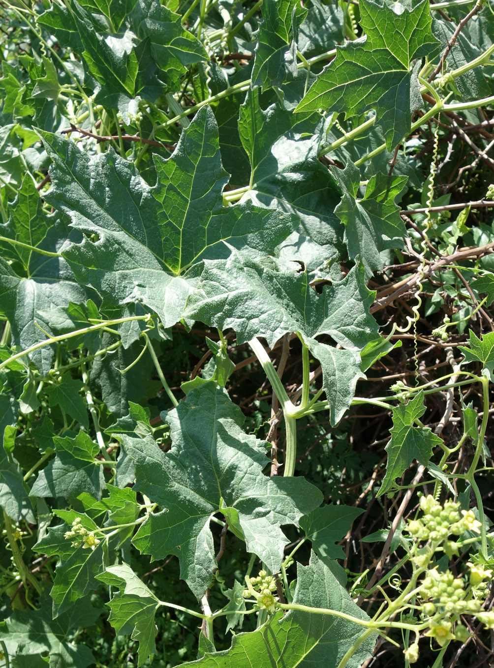 Image of Bryonia dioica specimen.