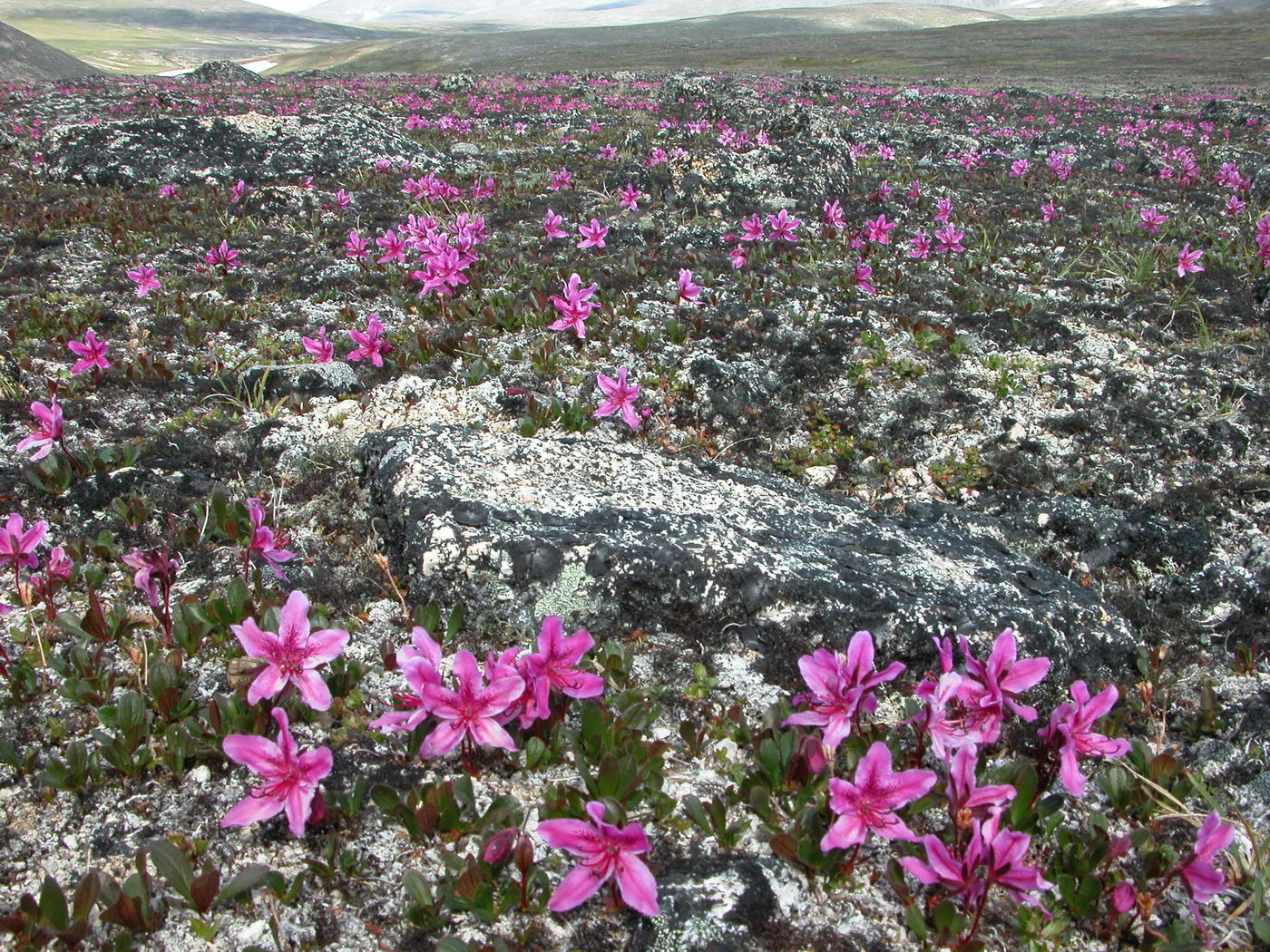 Изображение особи Rhododendron camtschaticum ssp. glandulosum.