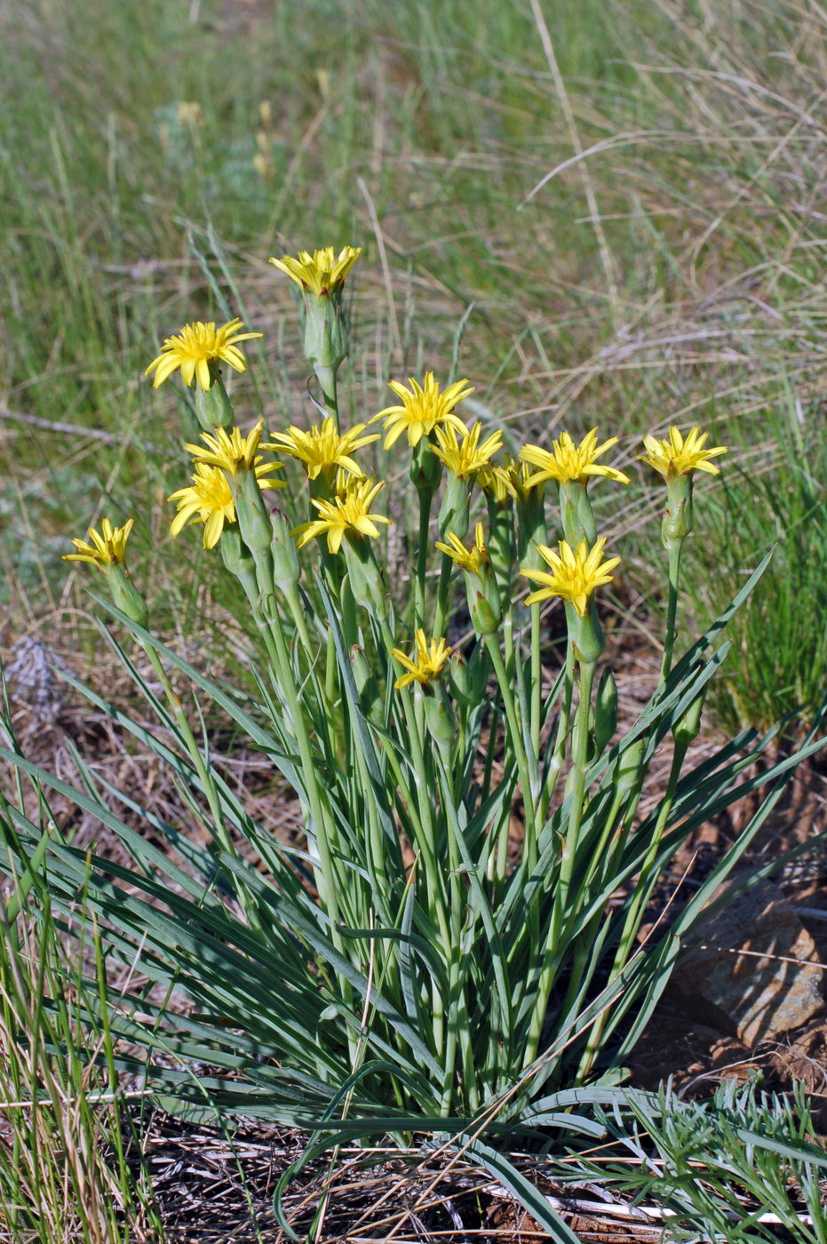 Image of Scorzonera austriaca specimen.