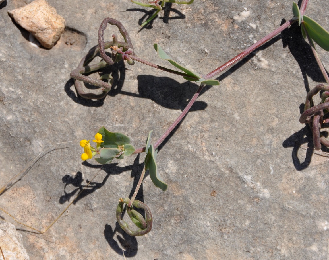 Изображение особи Coronilla scorpioides.