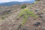 Capparis herbacea. Плодоносящее растение. Южный берег Крыма, окр. с. Морское, гора Чабан-Куле, каменистая степь с отдельно стоящими деревцами. 24.07.2019.