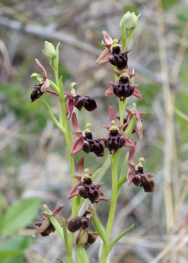 Изображение особи Ophrys &times; aghemanii.