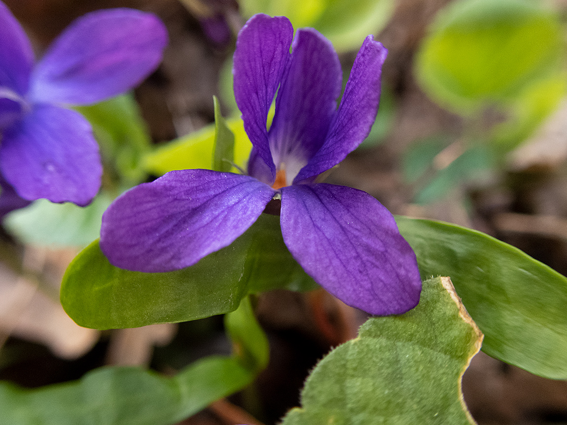 Image of Viola odorata specimen.