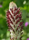 Pedicularis atropurpurea. Соцветие. Карачаево-Черкесия, Домбай, долина р. Алибек, окр. Алибекского водопада, 2000 м н.у.м. 23.07.2010.