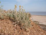 Tanacetum millefolium