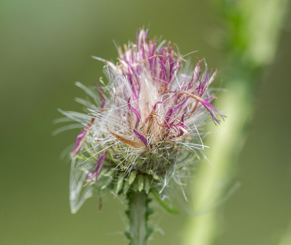 Изображение особи Carduus crispus.