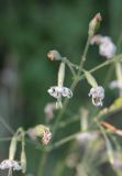 Silene nutans. Часть соцветия. Калужская обл., Боровский р-н, окр. дер. Чёлохово, высота 200 м н.у.м, край елового леса (Picea abies) на восточном берегу Чёлоховского пруда. 23 июня 2020 г.