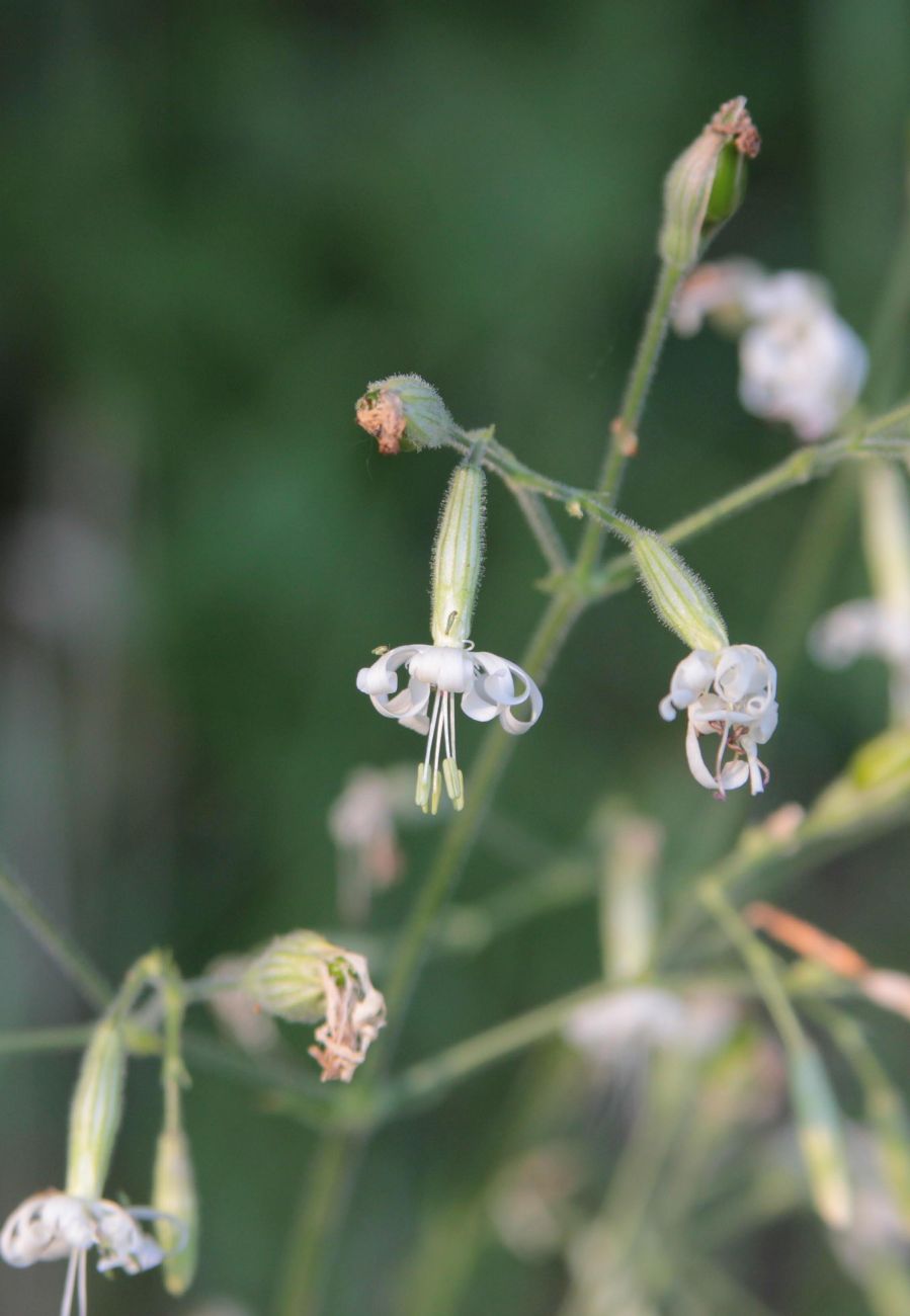 Изображение особи Silene nutans.