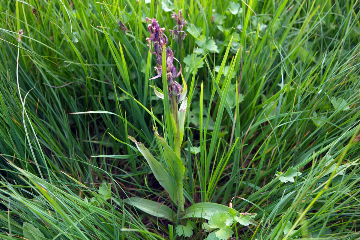 Изображение особи Dactylorhiza incarnata.