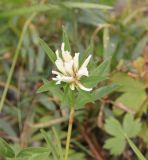 Trifolium lupinaster. Верхушка цветущего растения. Республика Алтай, Ябоганский перевал, каменистый участок. 27.07.2020.