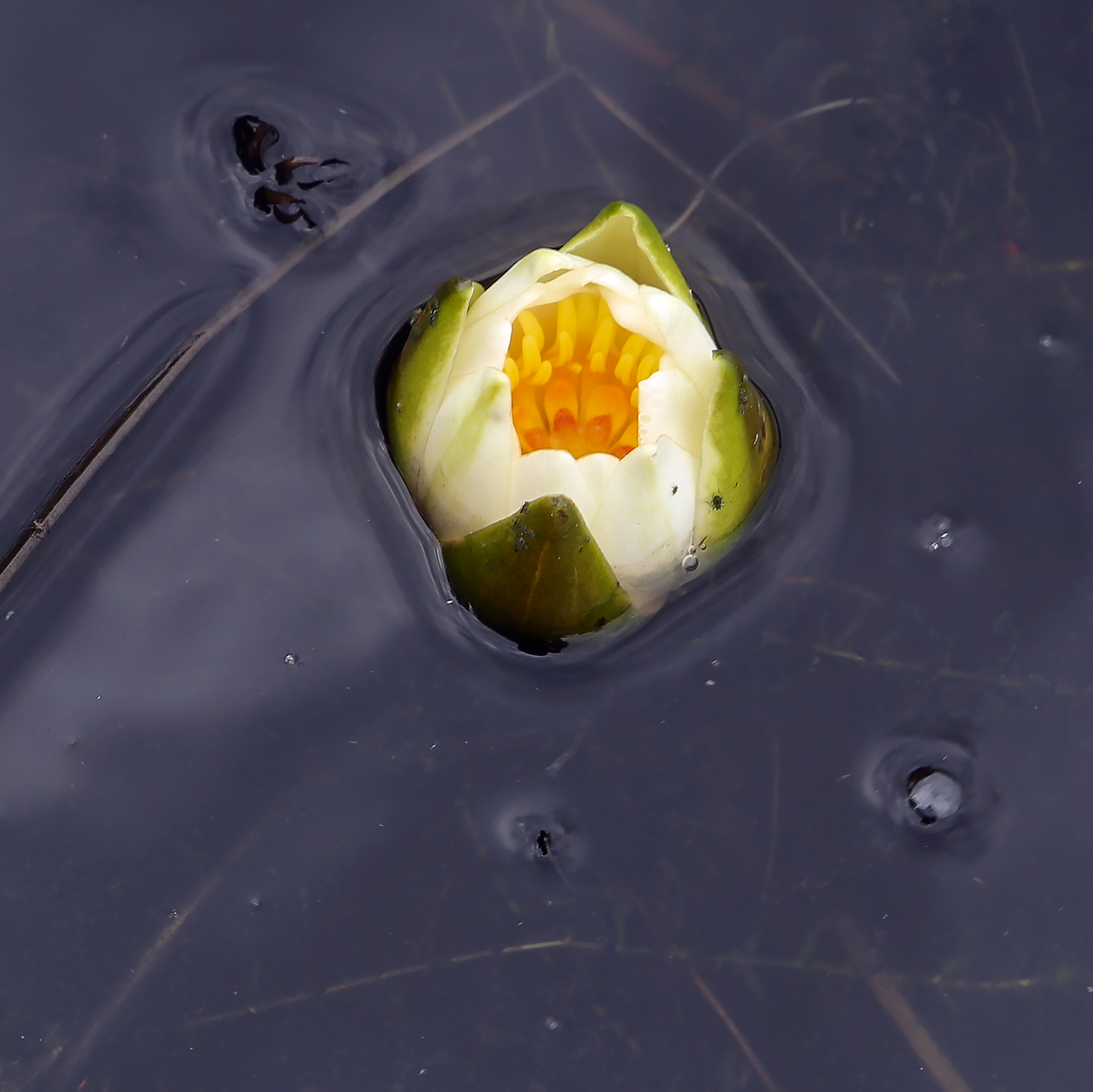 Image of Nymphaea candida specimen.