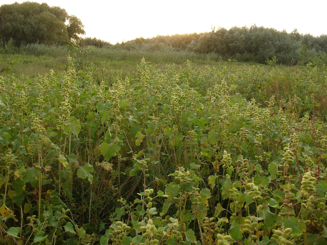 Image of Xanthium orientale specimen.