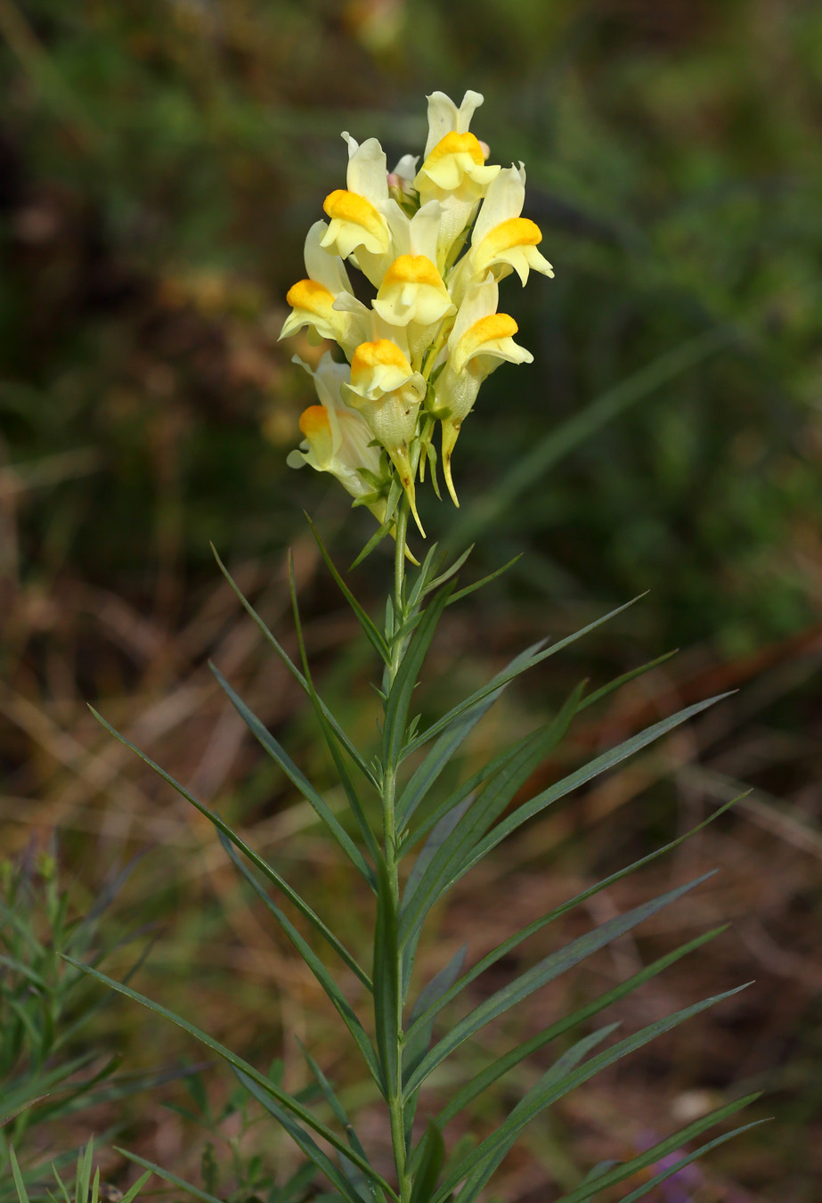 Изображение особи Linaria vulgaris.