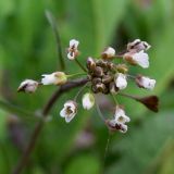 Capsella bursa-pastoris. Соцветие. Свердловская обл., окр. г. Среднеуральск, дер. Коптяки, газон турбазы \"Энергетик\". 12.06.2010.