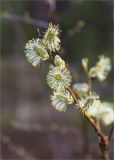 Salix caprea