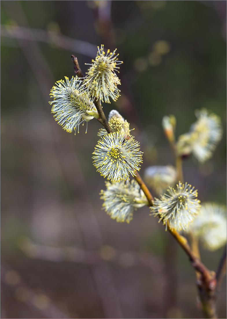 Image of Salix caprea specimen.