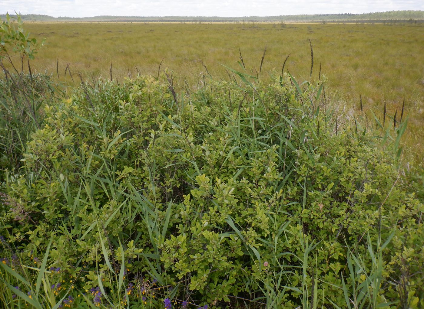 Image of Salix aurita specimen.