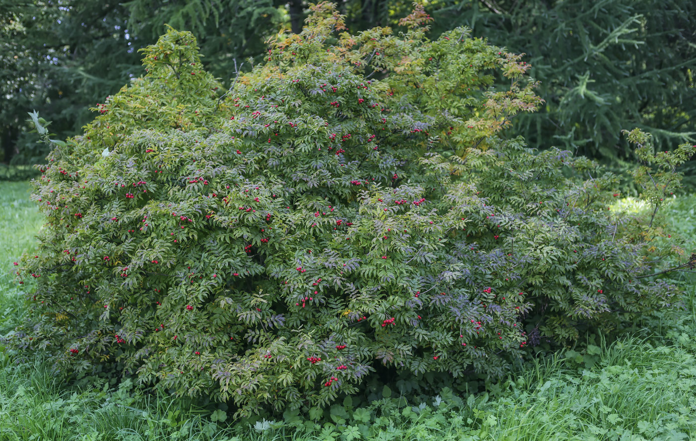 Изображение особи Sorbus sambucifolia.