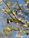 Alnus glutinosa. Часть веточки с соцветиями и прошлогодними осыпавшимися соплодиями. Ленинградская обл., Кингисеппский р-н, окр. дер. Урмизно, побережье Финского залива, песчаный пляж у границы со смешанным лесом. 10.05.2020.