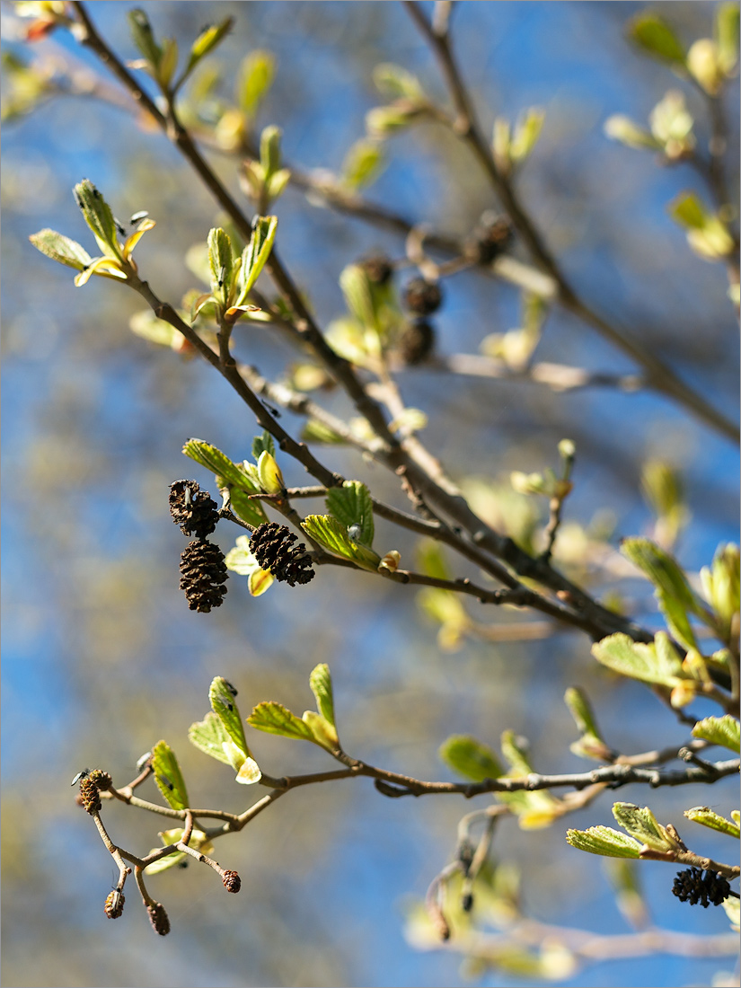 Изображение особи Alnus glutinosa.