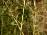 Dianthus ciliatus подвид dalmaticus. Стеблевой узел. Хорватия, Дубровник, гора Srd, травянистый склон с одиночными кустарниками. 28 августа 2010 г.