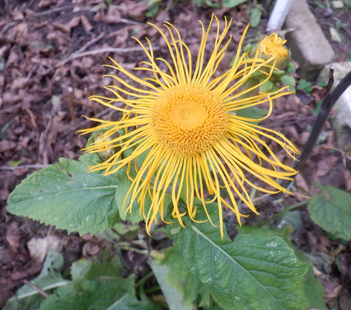 Image of Telekia speciosa specimen.