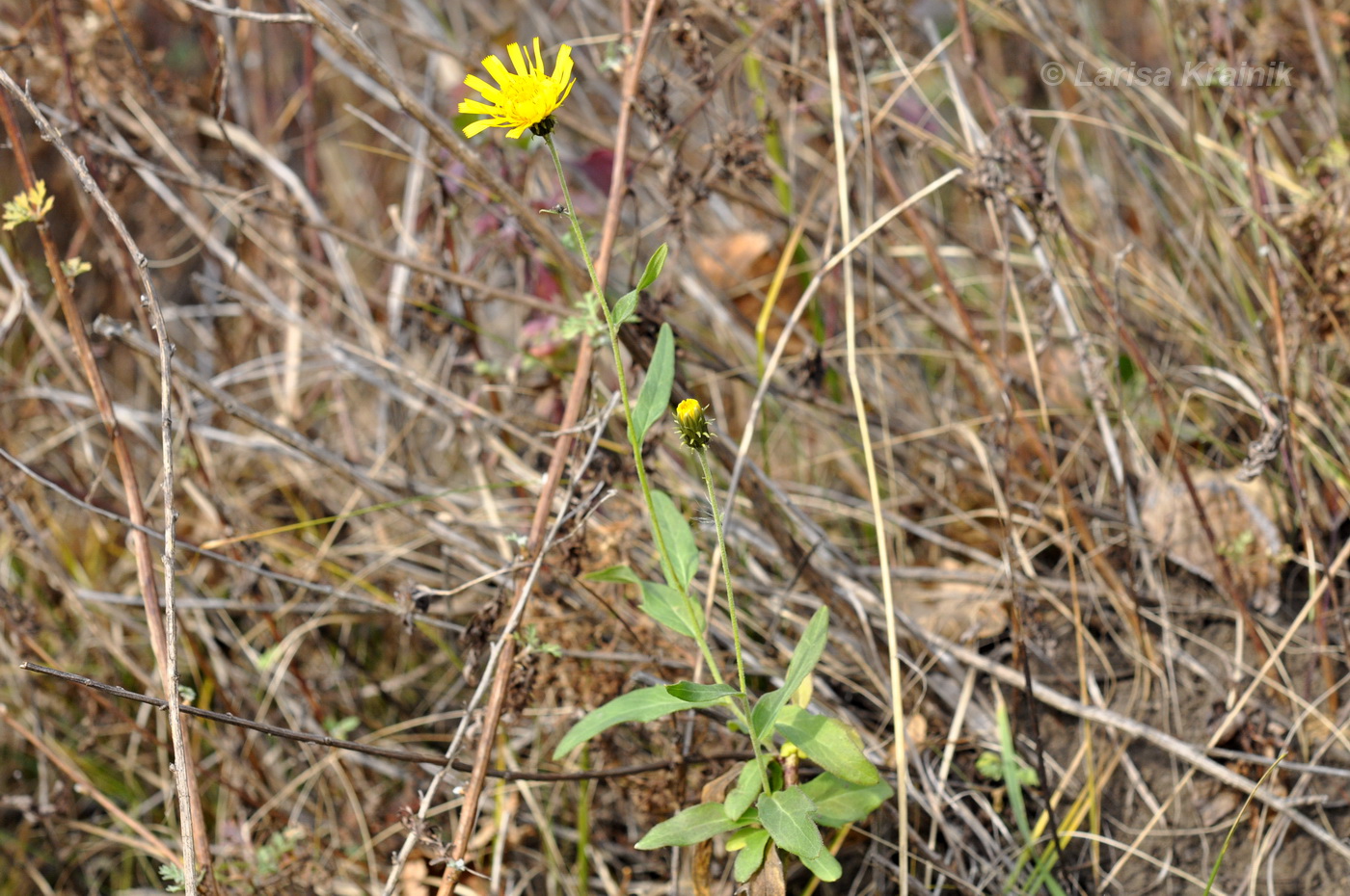 Изображение особи род Hieracium.