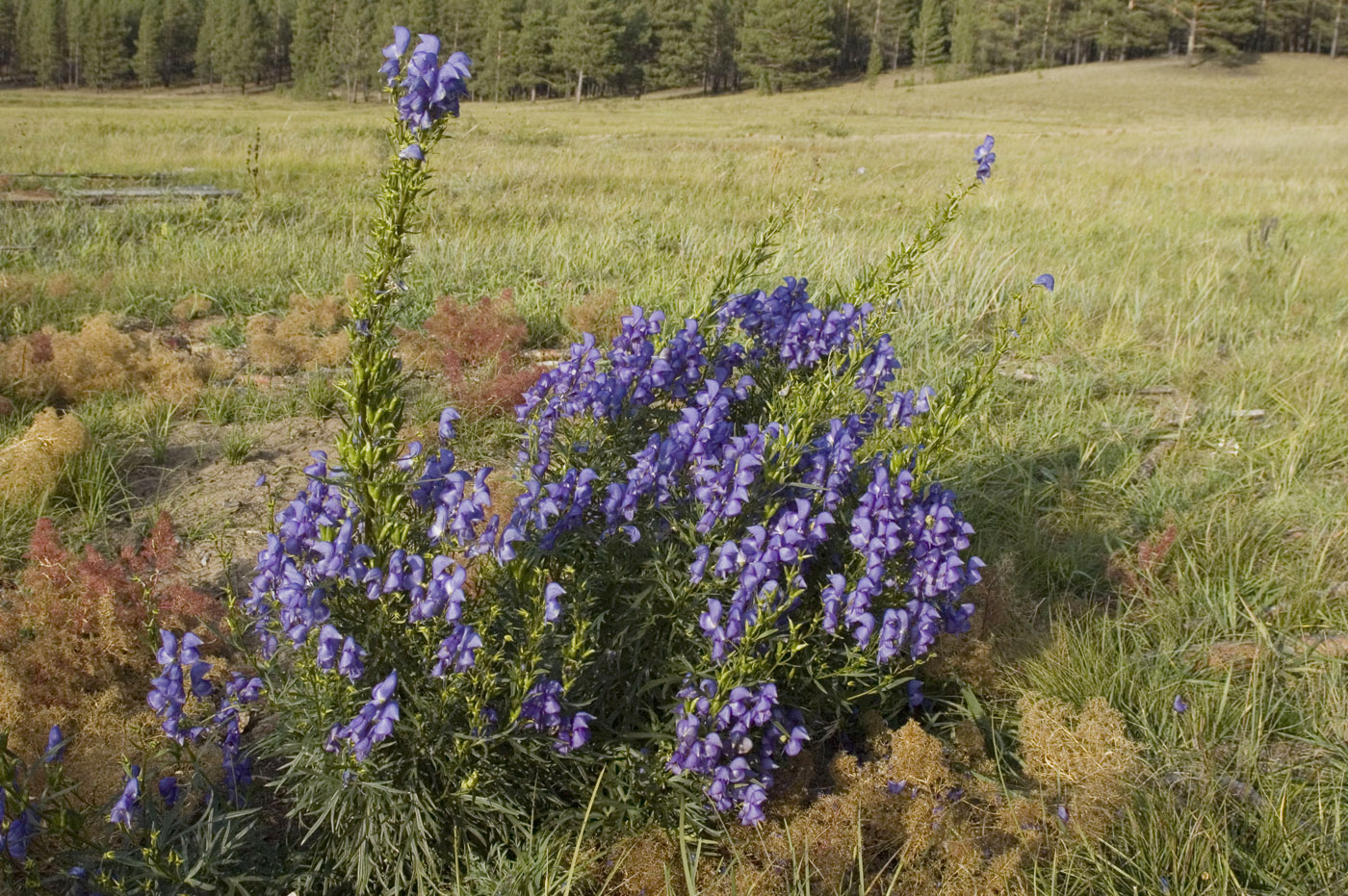 Изображение особи Aconitum baicalense.