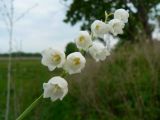 Convallaria keiskei